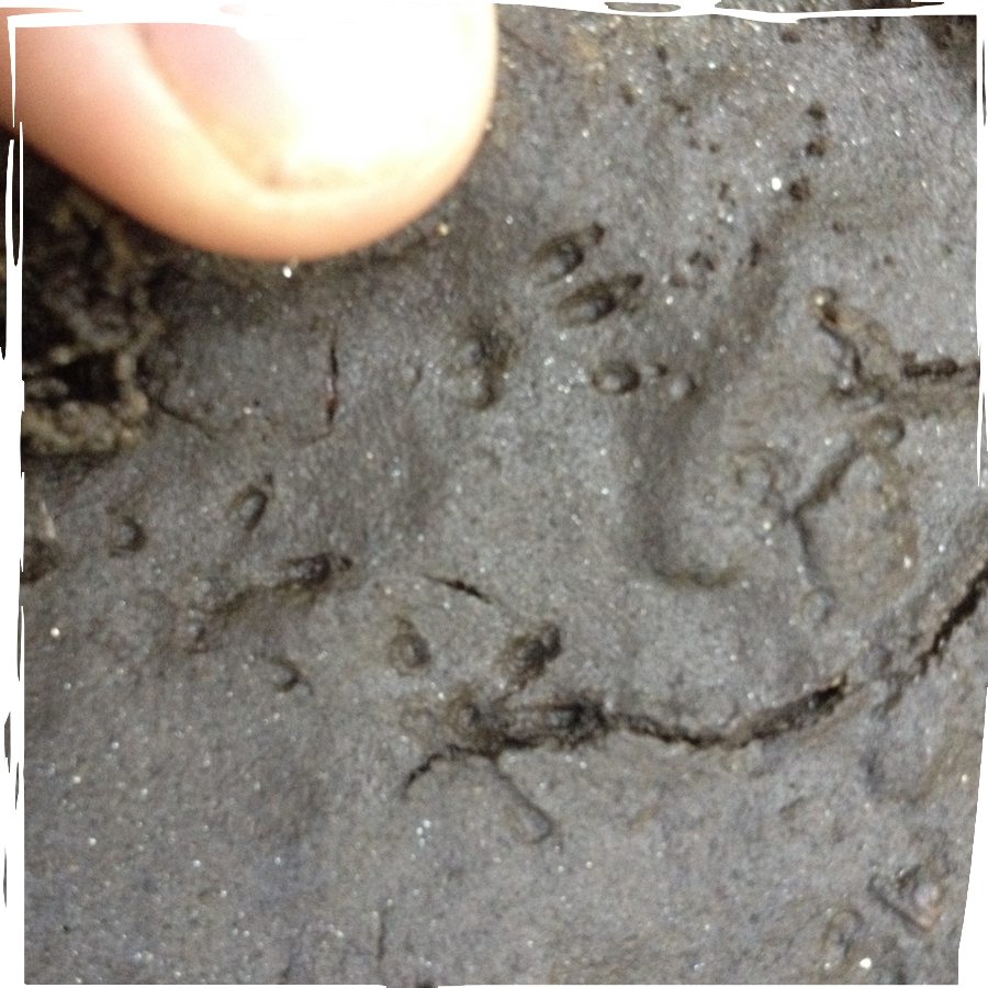 Spuren im Matsch wilder Rand quadratisch